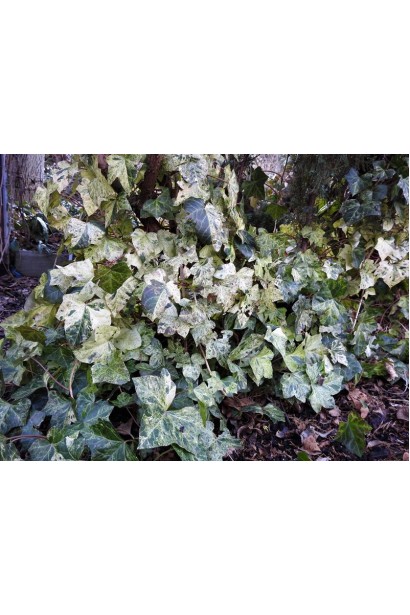 Плющ английский Мармората